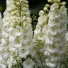 Дельфиниум (живокость) Пацифик 'Галахад'