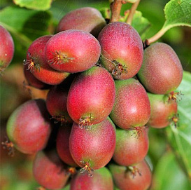 Актинидия Аргута 'Ананасная'