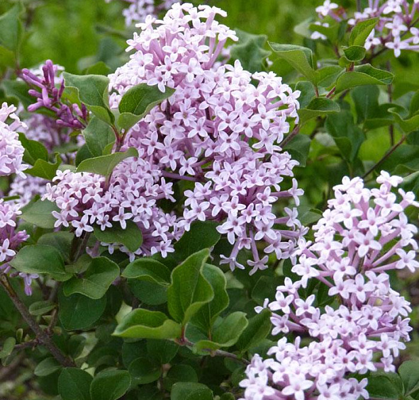 Сирень Мейера 'Палибин' (лиловая)