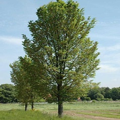 Вяз голандский 'Лобел'