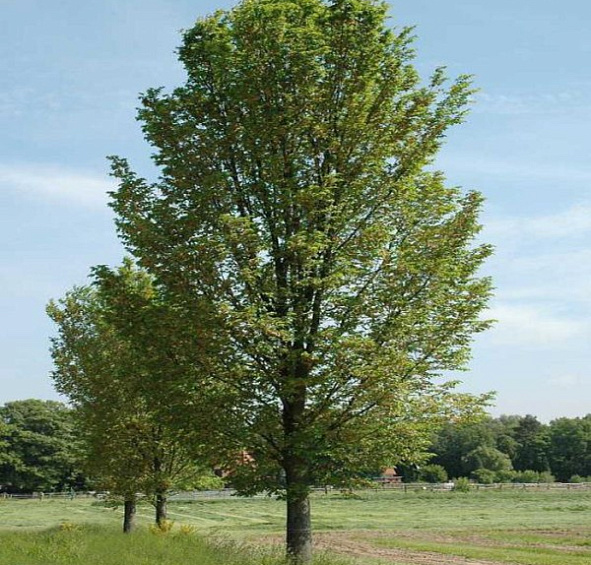 Вяз голандский 'Лобел'