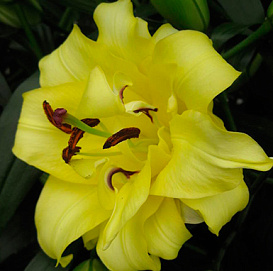 Лилия 'Экзотик Сан' (жёлтая)