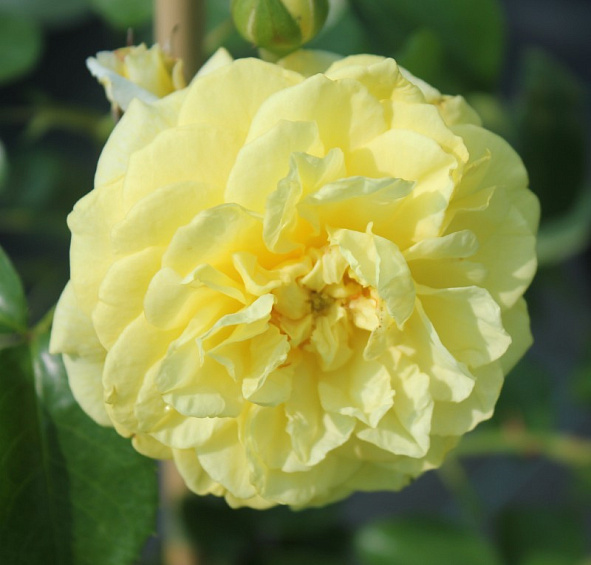 Роза 'Солеро' (флорибунда) (кремово - желтая)