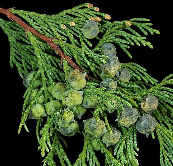 Кипарисовик нутканский 'Пендула'