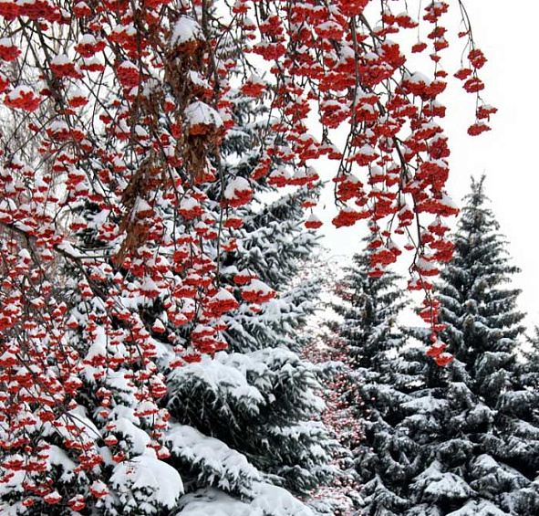 Рябина обыкновенная 'Эдулис'