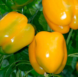 Перец сладкий 'Золотое чудо'