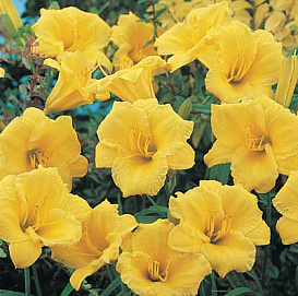 Лилейник гибридный 'Стелла де Оро'