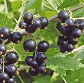 Смородина черная 'Велой' (Ленинградская сладкая)