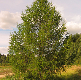 Лиственница европейская
