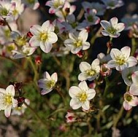 Камнеломка Арендса 'Хайландер Уайт'