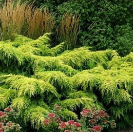 Можжевельник пфитцериана 'Пфитцериана Аурея'