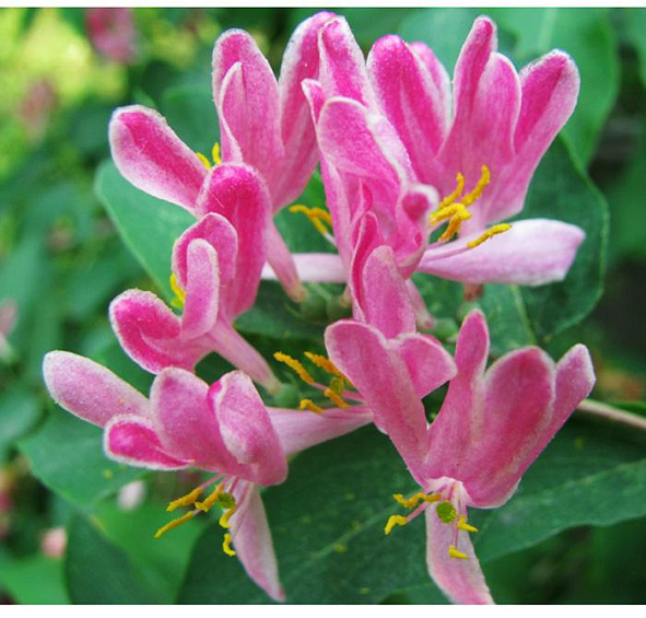 Жимолость татарская