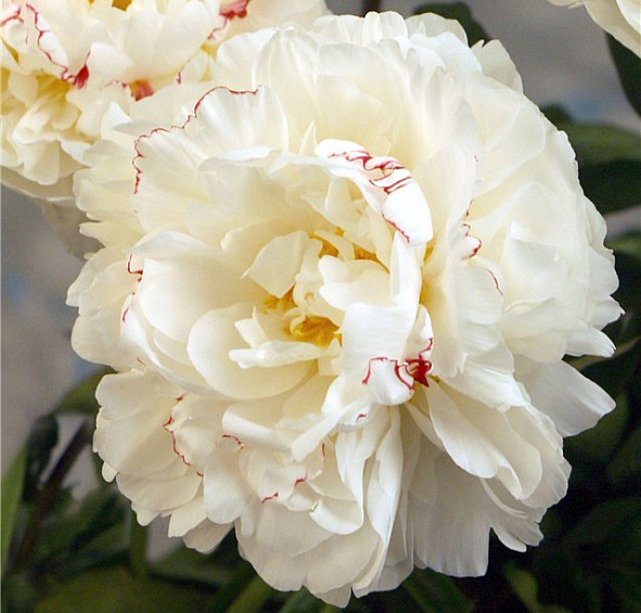 Пион молочноцветковый 'Буль де Неж' (белый с красными жилками)