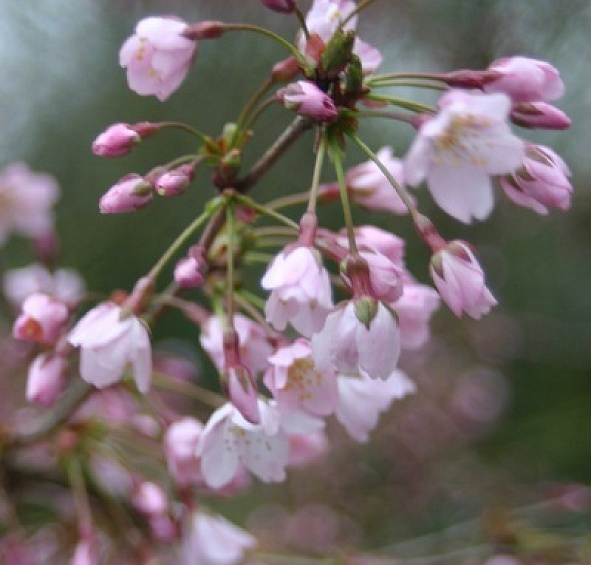 Вишня надрезаннолистная (сакура) 'Фэбруэри Пинк'