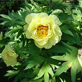 Пион древовидный 'Хай Нун' (желтый)