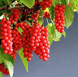 Лимонник китайский 'Миф'