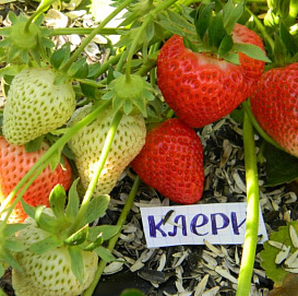 Земляника (клубника) 'Клери'