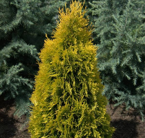 Туя западная 'Янтарь'