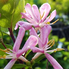 Жимолость Королькова