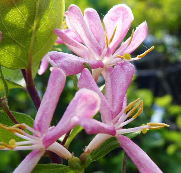 Жимолость Королькова