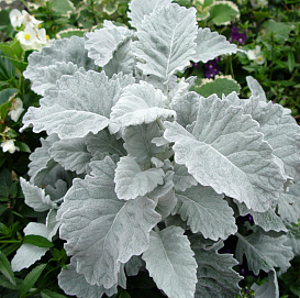 Цинерария приморская 'Нью Лук'