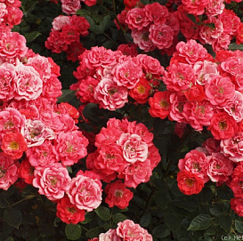 Роза 'Хоккей' (почвопокровная) (коралово -розовая)