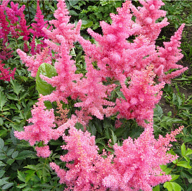 Астильба Арендса 'Анита Пфайфер' (лососево-розовый)