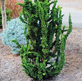 Кипарисовик тупой 'Чиримен'