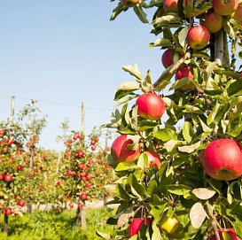 Яблоня колоновидная '562-31'