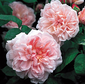 Роза 'Эглантин' (английская-парковая) (розовая)