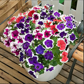 Петуния (сурфиния) гибридная 'Хулахуп' (с каймой)