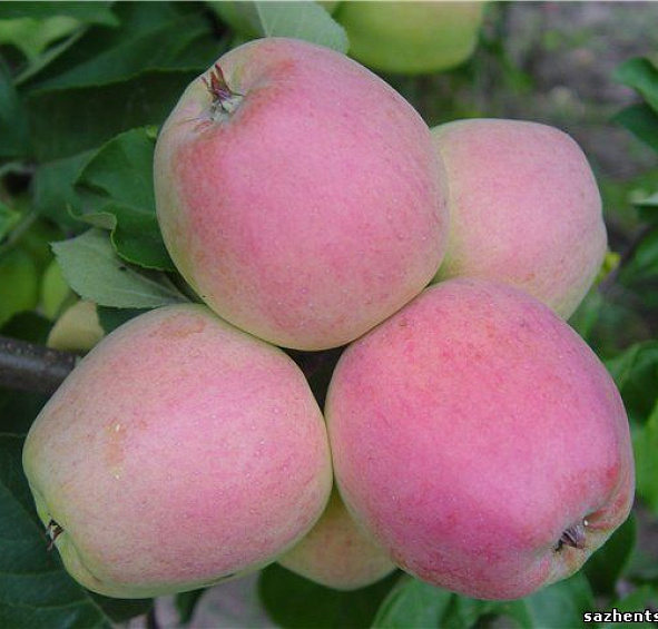 Яблоня домашняя 'Кандиль Орловский'