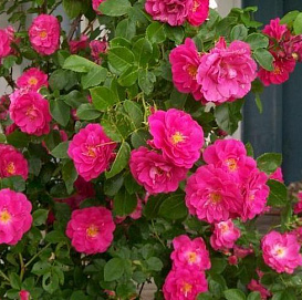 Роза 'Вильям Баффин' (плетистая) (малиновая)