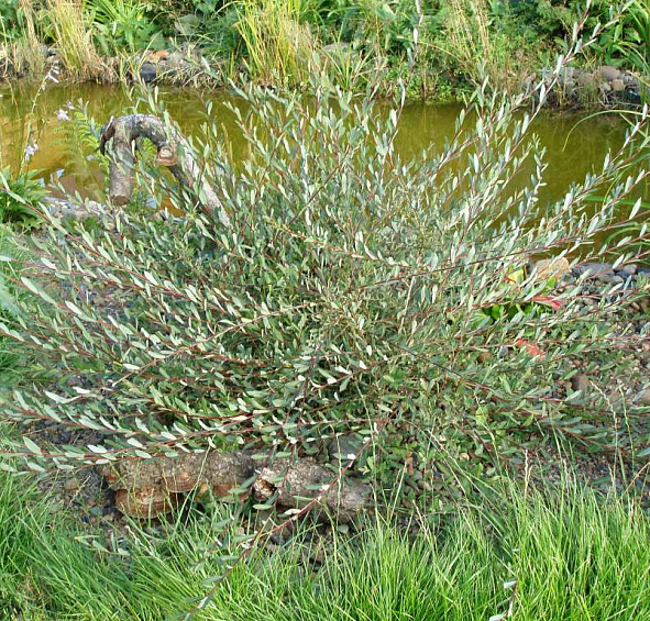 Ива пурпурная 'Маяк'