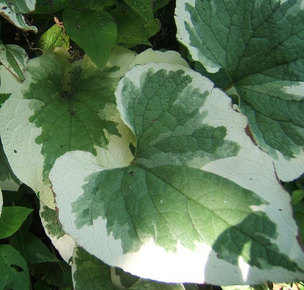 Бруннера крупнолистная 'Вариегата'