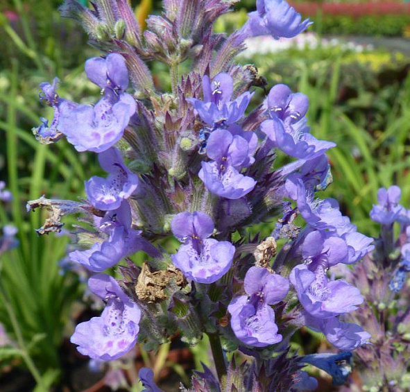 Котовник Фассена 'Уолкерс Лоу'