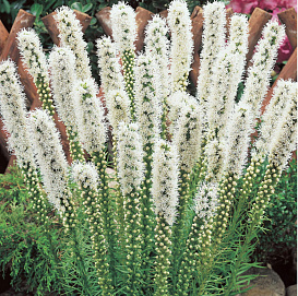  Лиатрис Лиатрис колосковый 'Флористан'