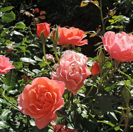 Роза 'Жан Кокто' (флорибунда) 