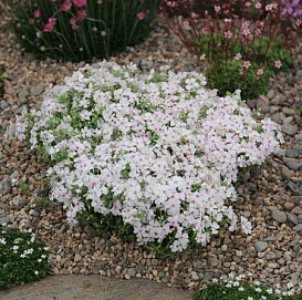 Флокс шиловидный 'Амазинг Грейс'