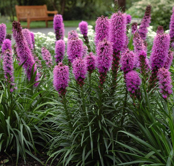 Лиатрис колосковый