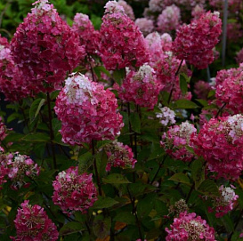 Гортензия метельчатая 'Самарская Лидия'