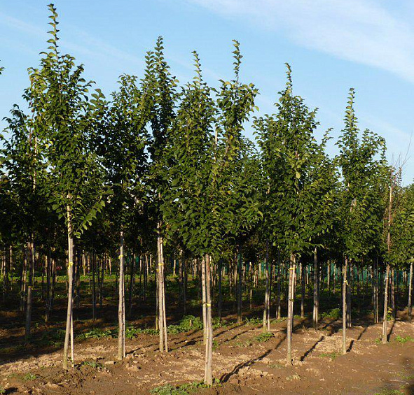 Вяз Давида (восточный, японский) 'Додоенс'