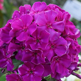 Флокс метельчатый 'Роберта'