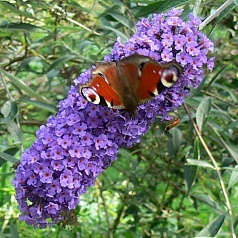 Буддлея Давида 'Нано Блу'