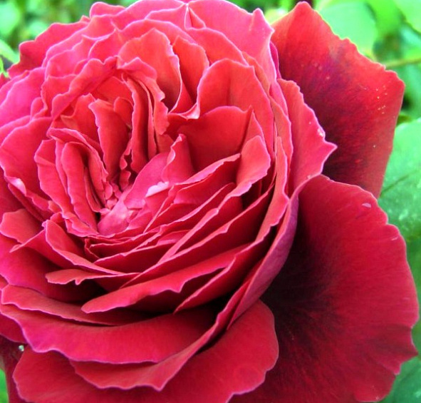 Роза 'Дуфтфестиваль' (чайно-гибридная) (малиново - красная)