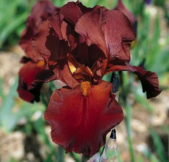 Ирис (бородатый) германский 'Вита Файр' 