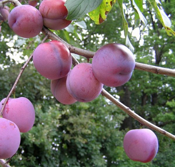 Слива 'Заречная ранняя'