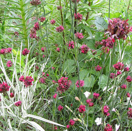 Гвоздика сосноволистная (красно - вишневая)