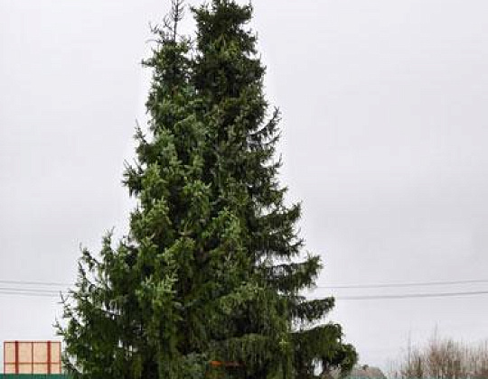 Фотоальбом Крупномеры Ели сербской (Picea omorica) 11 м. Фотография 4