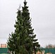Фотоальбом Крупномеры Ели сербской (Picea omorica) 11 м. Фотография 4